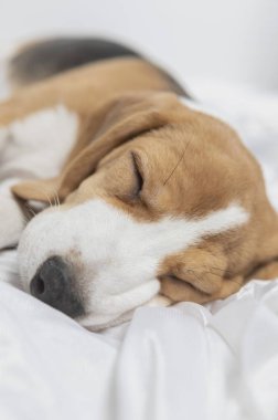 Sevimli av köpeğinin yakın çekimi