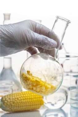 Laboratuvarda mısır ile test tüpü tutan bir kadın el.