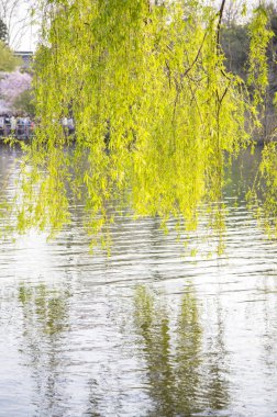 su üstünde bahar yeşil yaprakları ile söğüt dalları