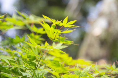 Bahçede yeşil yapraklar