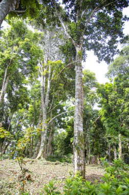 Yeşil ağaçların bahar Parkı.