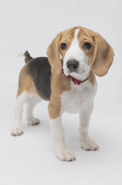 Sevimli av köpeğinin yakın çekimi