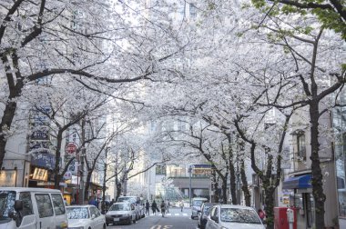 Japonya, Kyoto 'da kiraz çiçeği