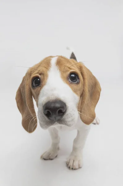 Primer Plano Lindo Perro Beagle — Foto de Stock