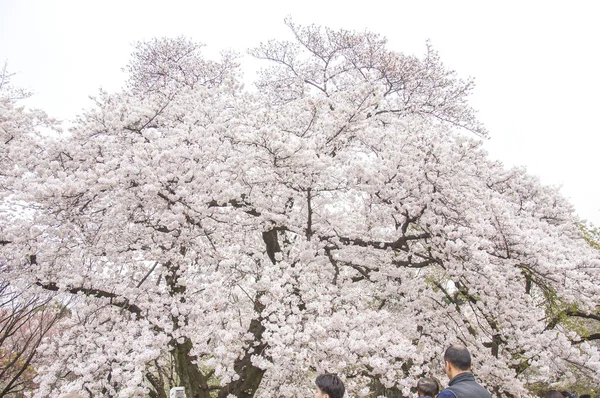 Άνθη Κερασιάς Στο Κιότο Ιαπωνία — Φωτογραφία Αρχείου