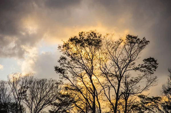 黄天黄树相映成趣的日落景观 — 图库照片