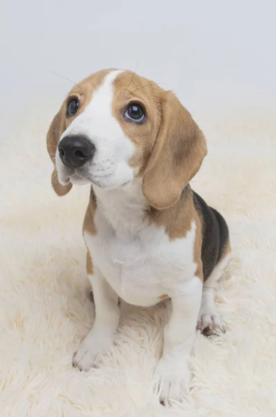 Close Cão Beagle Bonito — Fotografia de Stock