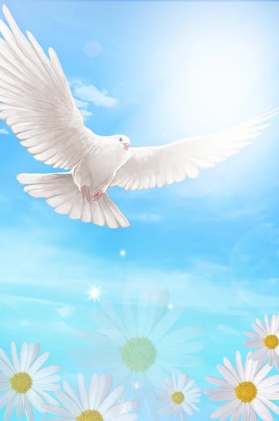 dove flying in the sky