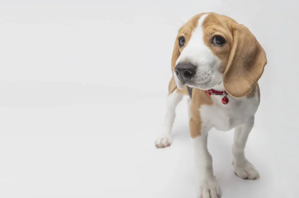 Close Cão Beagle Bonito — Fotografia de Stock