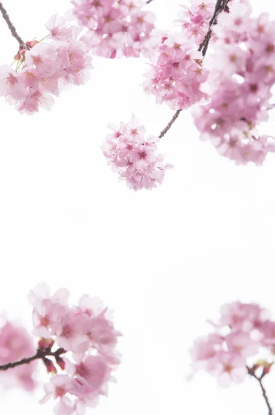 白い花を持つ美しい桜 — ストック写真