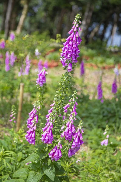 庭のピンクとホワイトスパイダーの花 Cloome Hassleriana — ストック写真