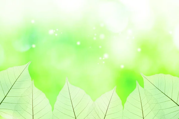 Abstract Nature Background Green Leaves — Stock Photo, Image