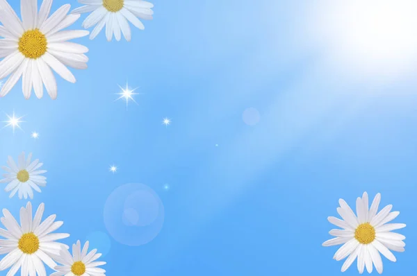 Gyönyörű Kamilla Virágok Kertben Kék Háttér Közelről — Stock Fotó