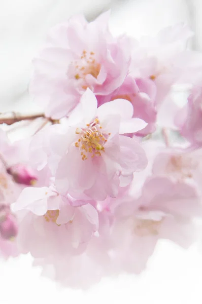 白い花を持つ美しい桜 — ストック写真