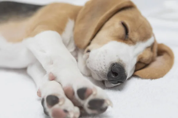 Close Cão Beagle Bonito — Fotografia de Stock