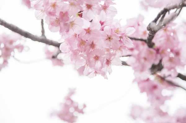 Bela Flor Cereja Com Flores Brancas — Fotografia de Stock