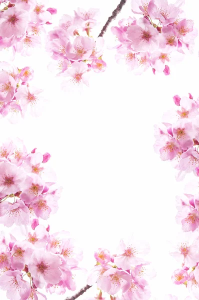 Красивый Цветок Вишни Белыми Цветами — стоковое фото