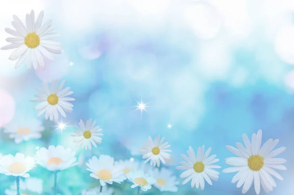 Gyönyörű Kamilla Virágok Kertben Kék Háttér Közelről — Stock Fotó