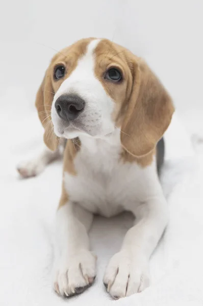 Close Cão Beagle Bonito — Fotografia de Stock