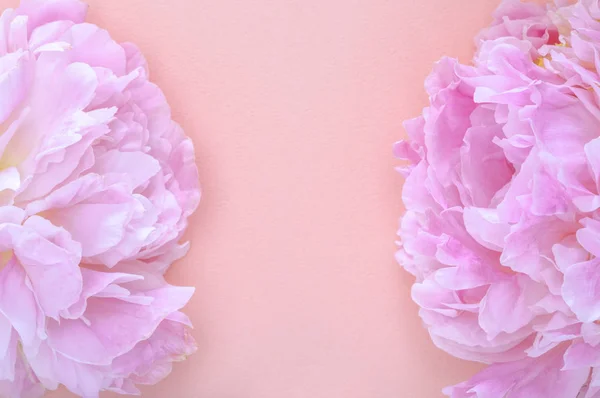 Pembe arka planda güzel şakayıklar