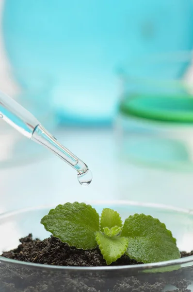 Topraktaki yeşil yapraklar cam kavanozda ve pipette sıvı, biyoteknoloji kavramı 