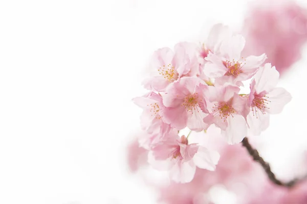 Bela Flor Cereja Com Flores Brancas — Fotografia de Stock