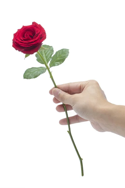 Mão Mulher Segurando Uma Rosa — Fotografia de Stock