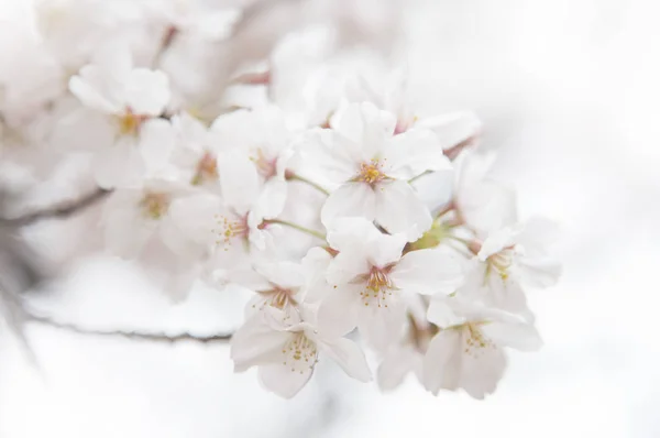 Beyaz Çiçekleri Ile Güzel Kiraz Çiçeği — Stok fotoğraf