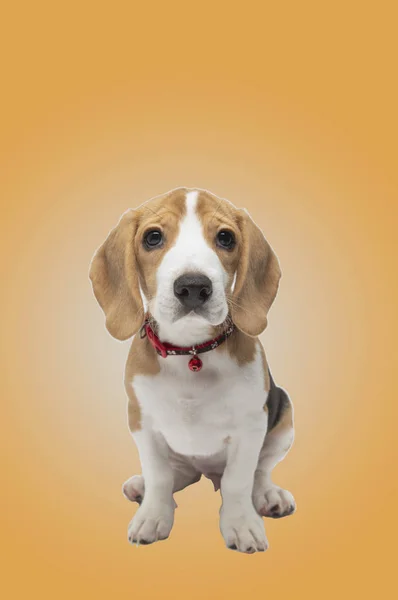 Primer Plano Lindo Perro Beagle — Foto de Stock