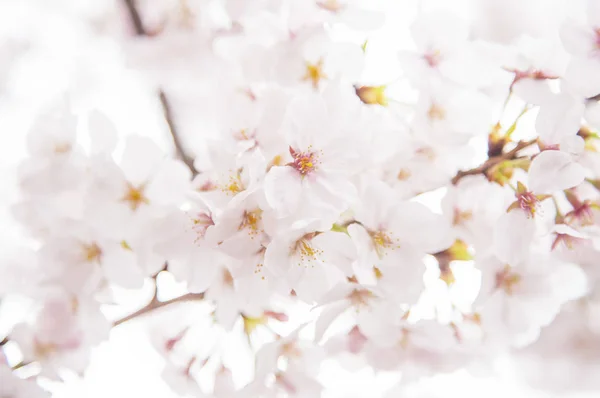 Beyaz Çiçekleri Ile Güzel Kiraz Çiçeği — Stok fotoğraf