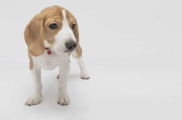 Primer Plano Lindo Perro Beagle — Foto de Stock