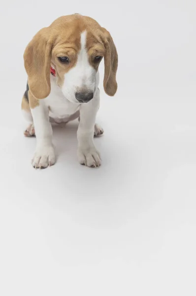 Close Cão Beagle Bonito — Fotografia de Stock