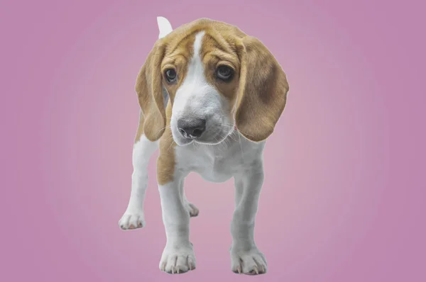Primer Plano Lindo Perro Beagle — Foto de Stock