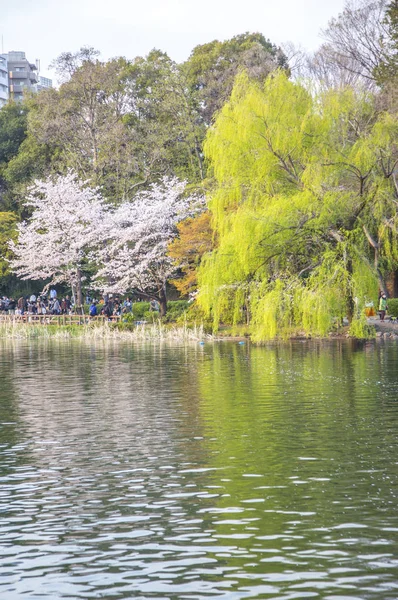 水の上の春の緑の葉の柳の枝 — ストック写真