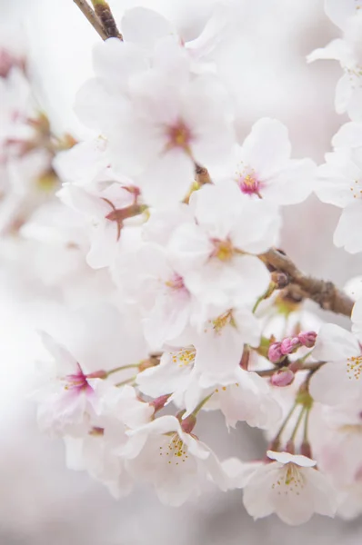 Bela Flor Cereja Com Flores Brancas — Fotografia de Stock