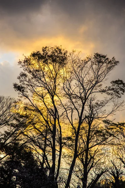 日落景观 秋天的树木和戏剧性的天空 — 图库照片