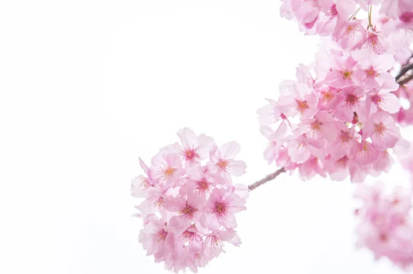 Bela Flor Cereja Com Flores Brancas — Fotografia de Stock