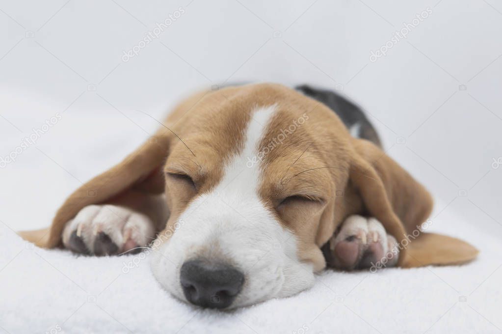 close-up of cute beagle dog