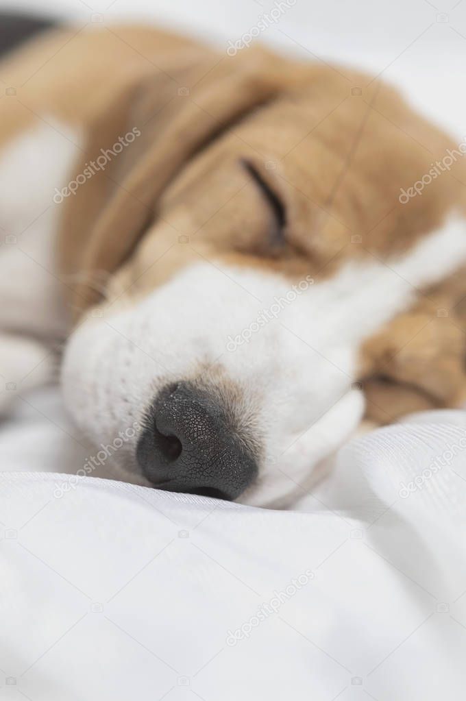 close-up of cute beagle dog