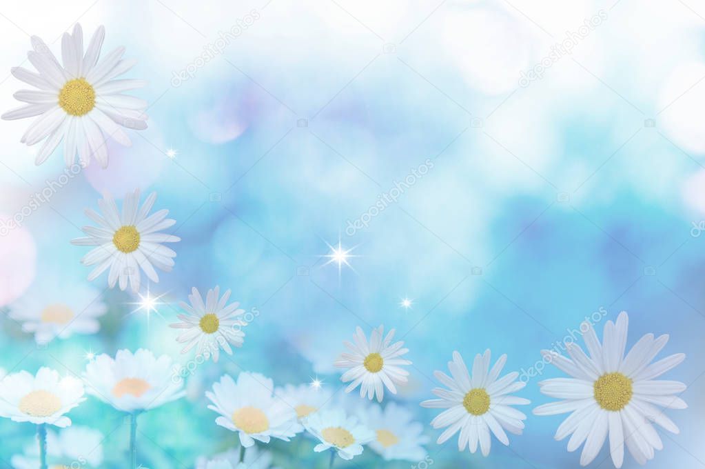 beautiful  chamomile flowers on garden  on blue background,close up