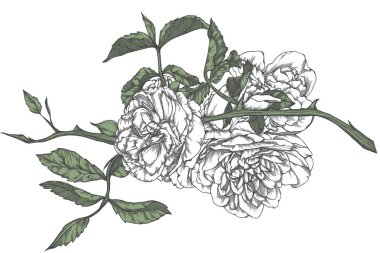  gül çizilmiş kroki tarzı