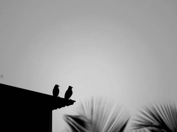 Ізольоване Зображення Птахів Захоплених Під Час Темного Заходу Сонця — стокове фото