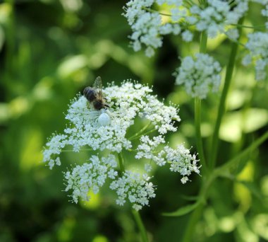 Beyaz bir örümcek Latrodectus pallidus beyaz bir çiçeğe saklandı ve bir arı yakaladı. Vahşi doğa. Kapat.