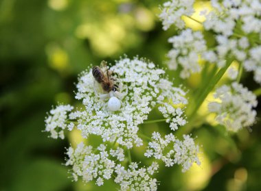 Beyaz bir örümcek Latrodectus pallidus beyaz bir çiçeğe saklandı ve bir arı yakaladı. Vahşi doğa. Kapat.