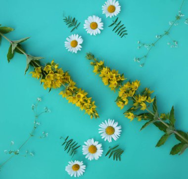 Sarı çiçeklerden oluşan çapraz kompozisyon Lysimachia ve yeşil arka planda papatya. Yaz, bahar, Anneler Günü, 8 Mart, Paskalya, düğün konsepti. Düz yatış, üst görünüm