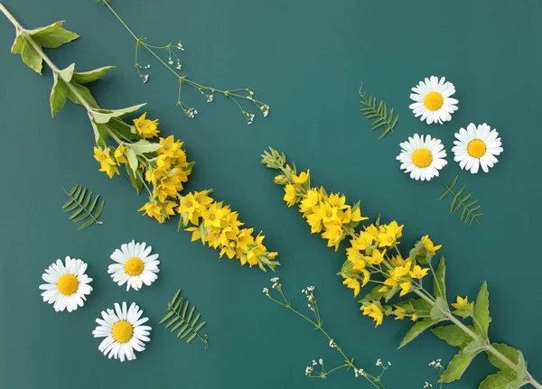 Sarı çiçeklerden oluşan çapraz kompozisyon Lysimachia ve yeşil arka planda papatya. Yaz, bahar, Anneler Günü, 8 Mart, Paskalya, düğün konsepti. Düz yatış, üst görünüm