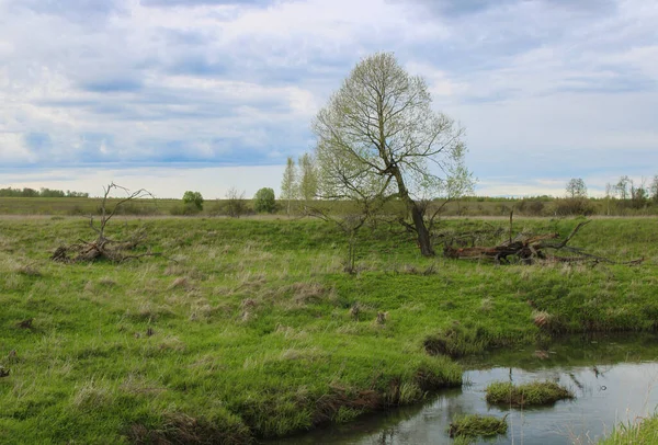 Küçük bir nehri ve kurumuş ağaçları olan bir manzara. Parlak çimlerle kaplı nehir kıyıları. Doğa bileşimi