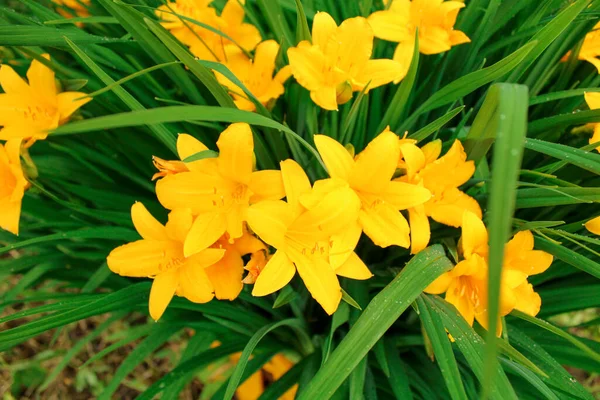 Yeşil yapraklı parlak sarı çiçekleri. Kapat.