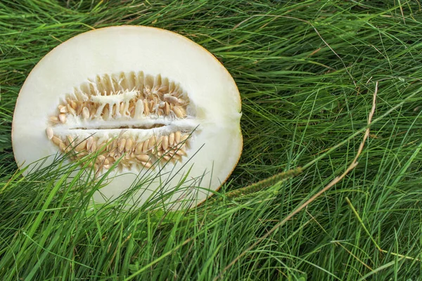 Melon Juteux Parfumé Sur Herbe Vert Vif Concept Été Récolte — Photo