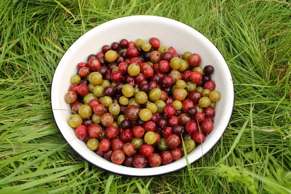 Sulu ve güzel kokulu bektaşi üzümü açık yeşil çimenlerin üzerinde beyaz bir kasede. Yaz, sonbahar, hasat, tat. Boşluğu kopyala